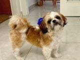 Tatlı Ve Minik Shih Tzu Bebeğimiz Yeni Yuvasını Arıyor