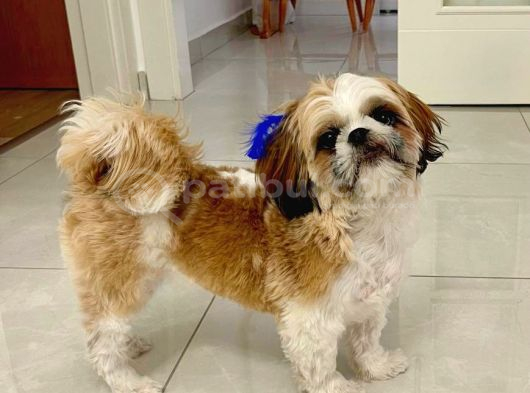 Tatlı Ve Minik Shih Tzu Bebeğimiz Yeni Yuvasını Arıyor görsel