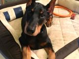 Psi̇koloji̇ Düzelten Doberman