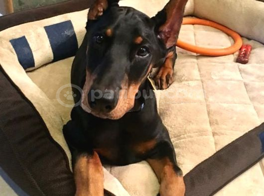 Psi̇koloji̇ Düzelten Doberman görsel
