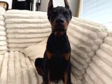 PSİKOLOJİ DÜZELTEN DOBERMAN