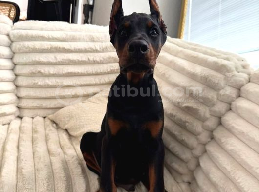 PSİKOLOJİ DÜZELTEN DOBERMAN