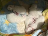 Safkan British Shorthair Bluepoint Ve Redpoint Bayraklı