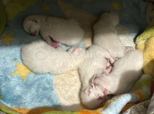 Safkan British Shorthair Bluepoint Ve Redpoint Bayraklı görsel