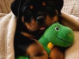 A Kali̇te Koca Kafa Rottweiler Yavrularimiz