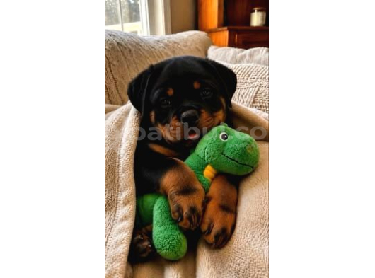 A Kali̇te Koca Kafa Rottweiler Yavrularimiz görsel