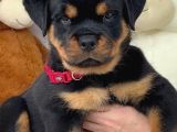 A Kali̇te Koca Kafa Rottweiler Yavrularimiz