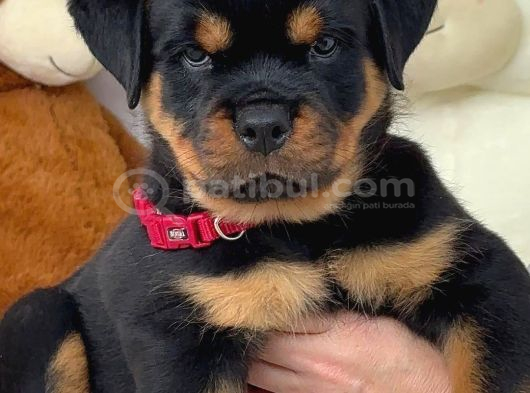A Kali̇te Koca Kafa Rottweiler Yavrularimiz görsel
