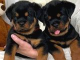 A Kali̇te Koca Kafa Rottweiler Yavrularimiz
