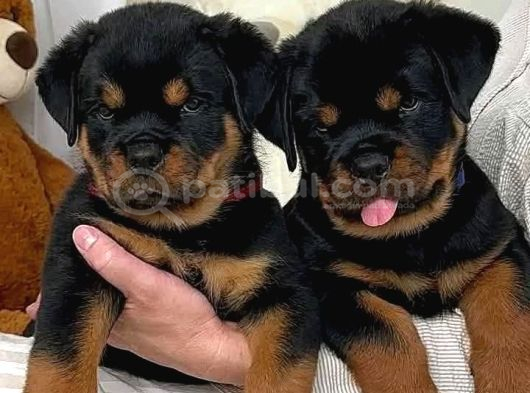 A Kali̇te Koca Kafa Rottweiler Yavrularimiz görsel