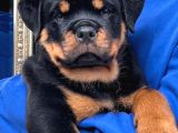 A KALİTE KOCA KAFA ROTTWEILER YAVRULARIMIZ
