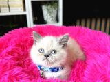 Exotic Shorthair Bluepoint Bebekler