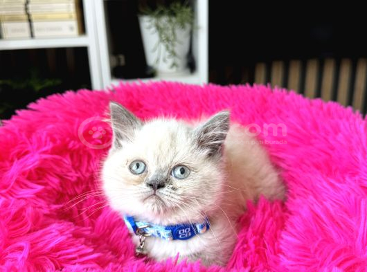 Exotic Shorthair Bluepoint Bebekler görsel