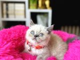 Exotic Shorthair Bluepoint Bebekler