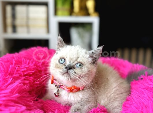 Exotic Shorthair Bluepoint Bebekler görsel