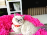 Exotic Shorthair Bluepoint Bebekler