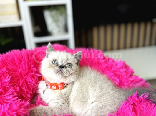 Exotic Shorthair Bluepoint Bebekler görsel