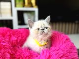 Exotic Shorthair Bluepoint Bebekler