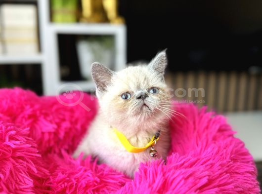Exotic Shorthair Bluepoint Bebekler görsel