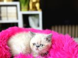 Exotic Shorthair Bluepoint Bebekler