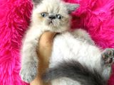 Exotic shorthair bluepoint bebekler