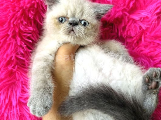 Exotic Shorthair Bluepoint Bebekler
