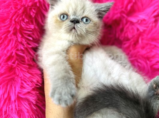 Exotic Shorthair Bluepoint Bebekler görsel