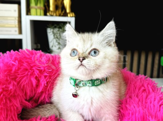 British Shorthair Silver Point görsel