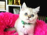 British Shorthair Silver Point