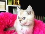 British Shorthair Silver Point