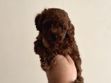 Toy Poodle Orjinal Yavrularımız Teacup Sıfır Boy