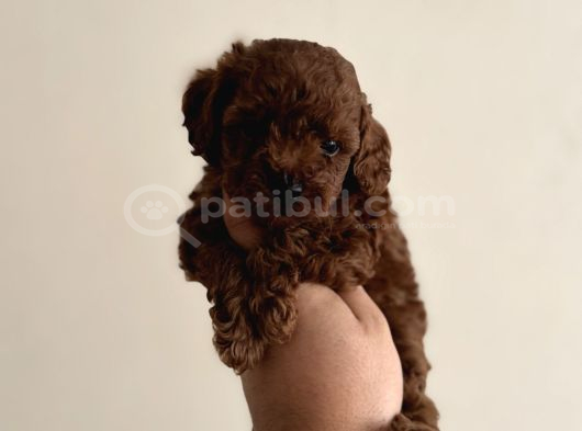 Toy Poodle Orjinal Yavrularımız Teacup Sıfır Boy görsel