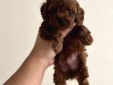 Toy poodle orjinal yavrularımız teacup sıfır boy