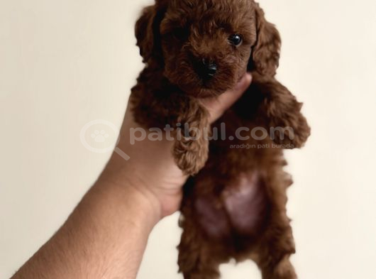 Toy Poodle Orjinal Yavrularımız Teacup Sıfır Boy