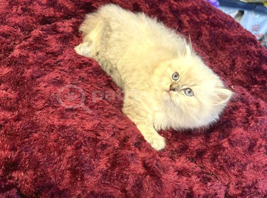 Olağanüstü Güzellikte British Longhair Yavrumuz