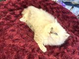 Olağanüstü Güzellikte British Longhair Yavrumuz