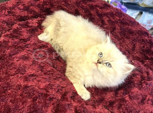 Olağanüstü Güzellikte British Longhair Yavrumuz görsel