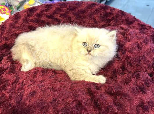 Olağanüstü Güzellikte British Longhair Yavrumuz görsel