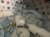 Safkan British Shorthair Bluepoint Ve Redpoint Bayraklı