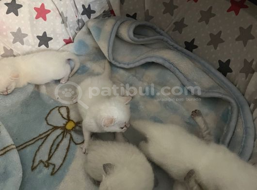 Safkan British Shorthair Bluepoint Ve Redpoint Bayraklı görsel