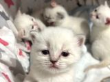 Safkan british shorthair bluepoint ve redpoint bayraklı