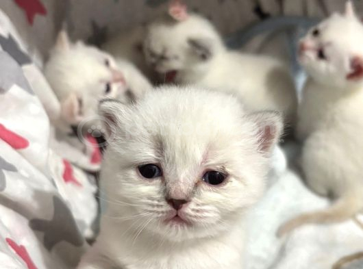 Safkan British Shorthair Bluepoint Ve Redpoint Bayraklı