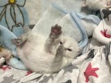 Safkan British Shorthair Bluepoint Ve Redpoint Bayraklı