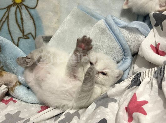 Safkan British Shorthair Bluepoint Ve Redpoint Bayraklı görsel