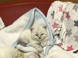 Safkan British Shorthair Bluepoint Ve Redpoint Bayraklı