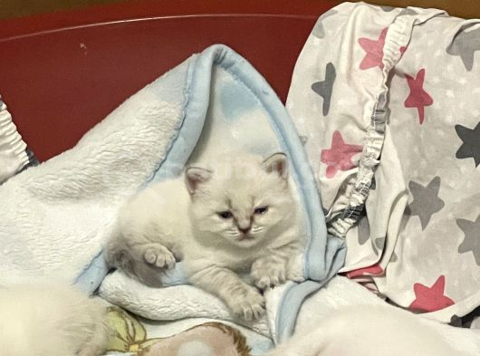 Safkan British Shorthair Bluepoint Ve Redpoint Bayraklı görsel