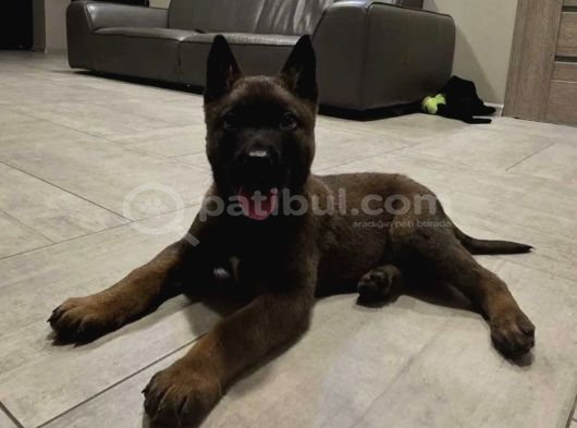 Koyu Maske Asil Ton Yerinde Görebilceğiniz Yavrular