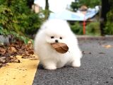 Pomeranian Boo En Mini Boy Yavrularımız