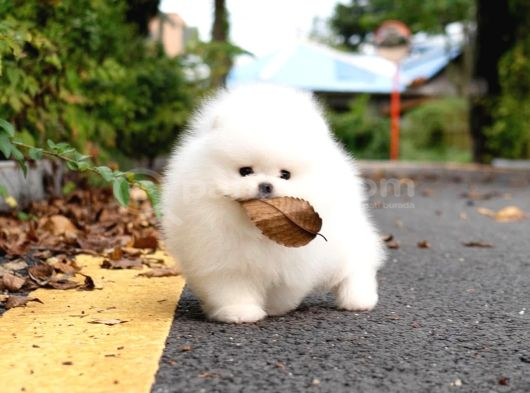 Pomeranian Boo En Mini Boy Yavrularımız görsel