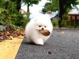 Pomeranian Boo En Mini Boy Yavrularımız